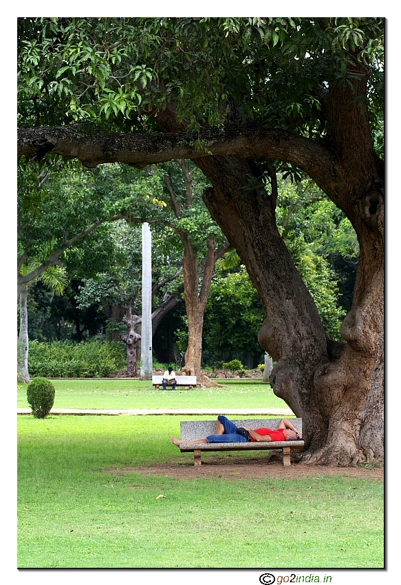 Person sleeping below a tree