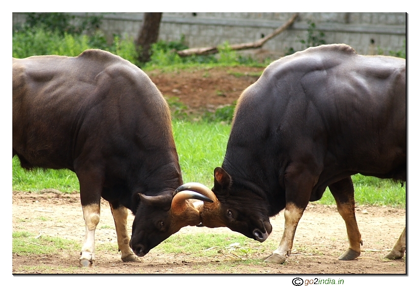Bison fighting