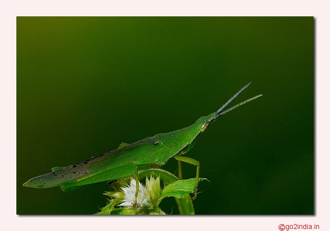 GRASSHOPPER