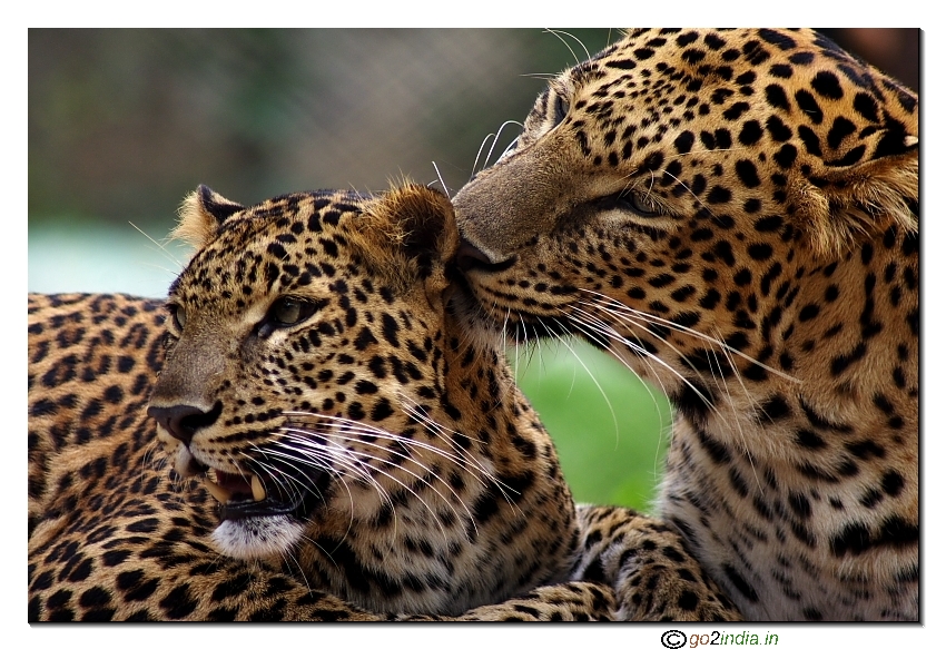 Cheetah romancing