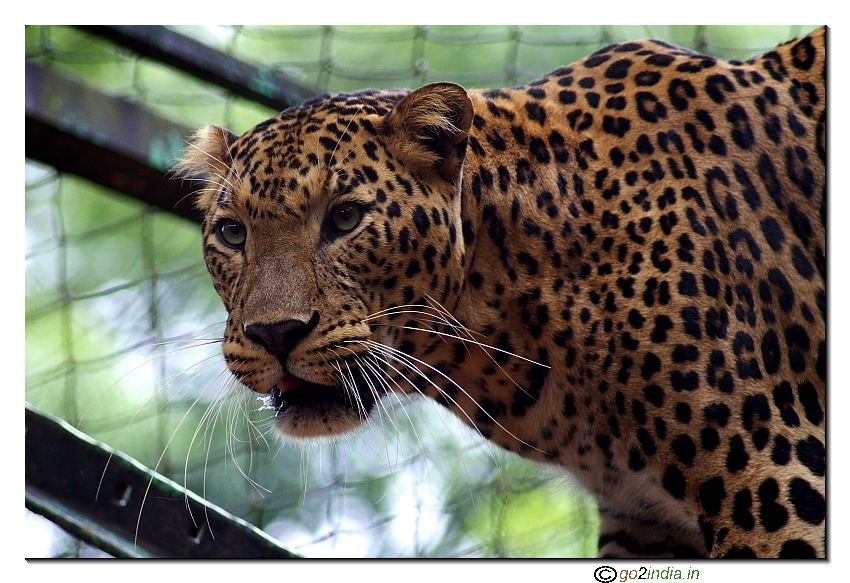 cheetah at a tree
