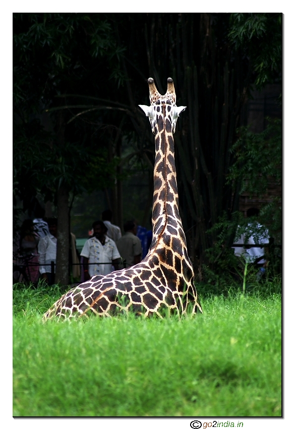Giraffe watching