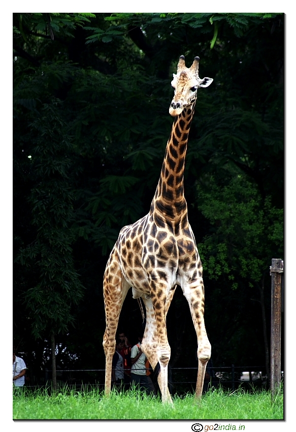 Giraffe standing tall