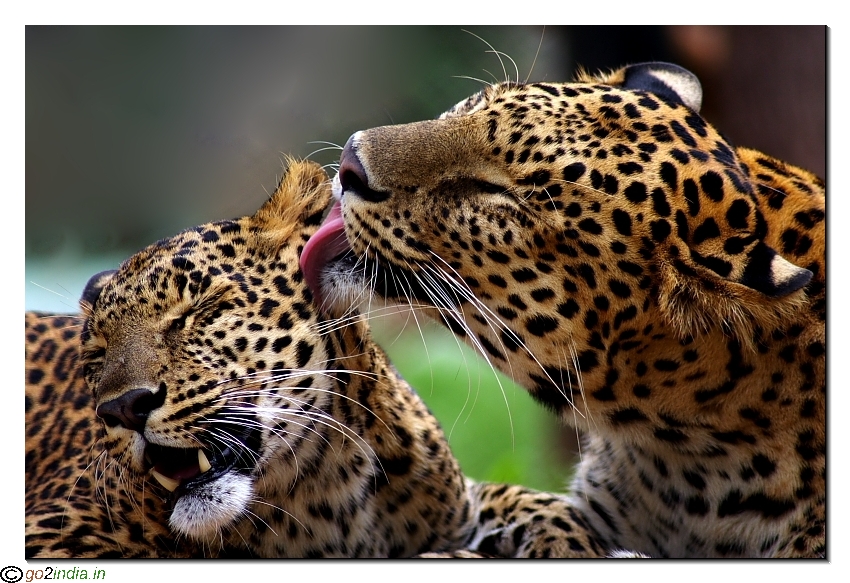 Cheetah romancing