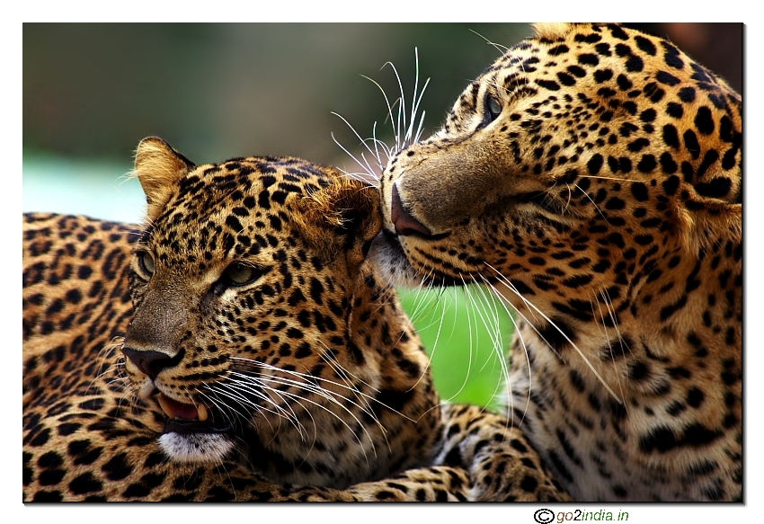 Leopards romancing