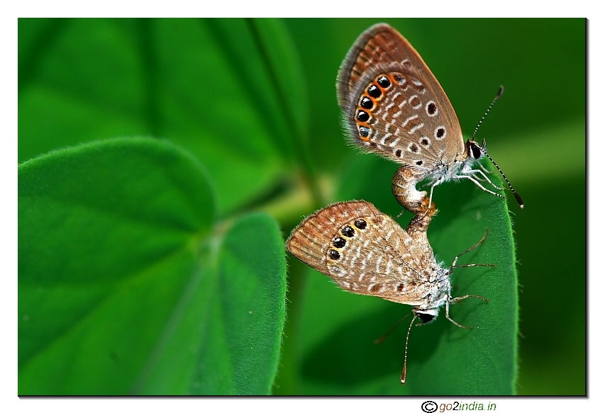 Butterflies mating