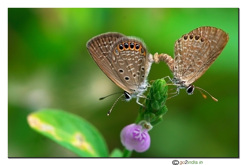 Vertical pose mating butterflies