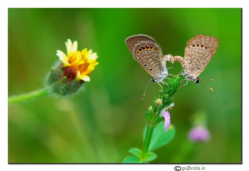 Small butterflies horizontal position mating