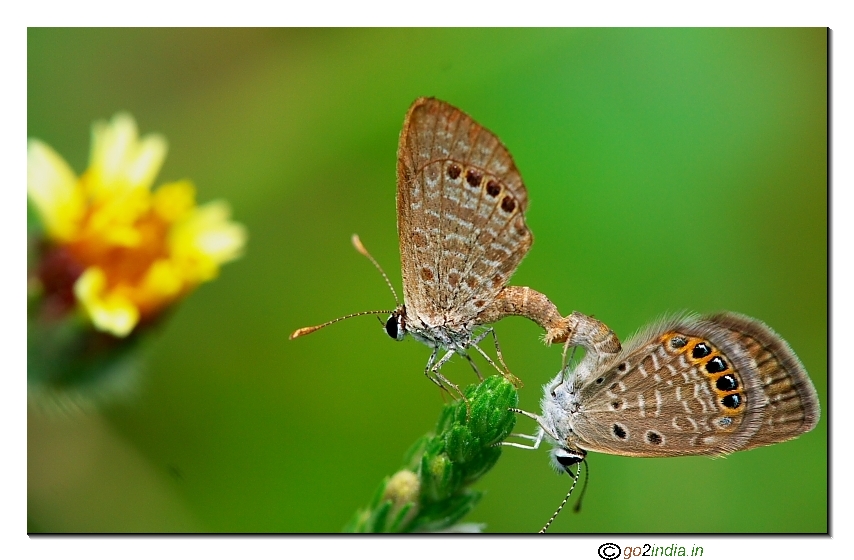 Corner butterfly mating