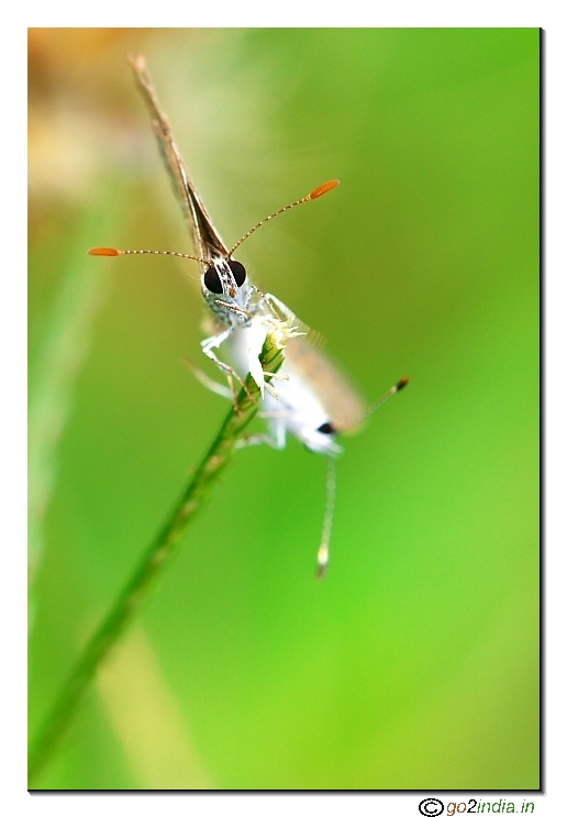 Antennae of a butterfly
