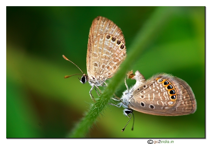 Butterflies mating behind a stick