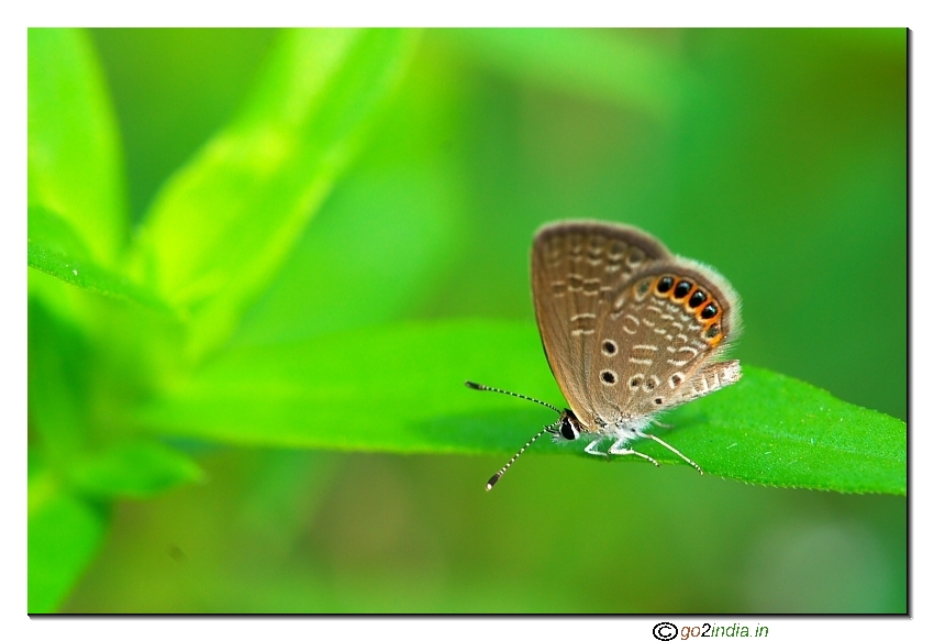 Small Gram Blue butterfly sitting on a leaf