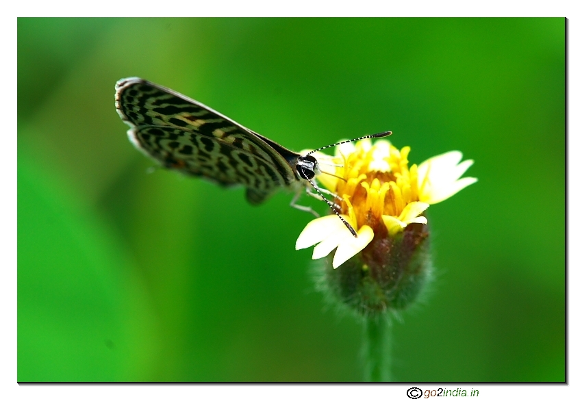 Cross sitting butterfly on a flower