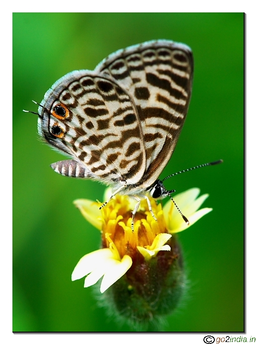 Vertical pose with full wings in focus of a butterfly sitting on a flower