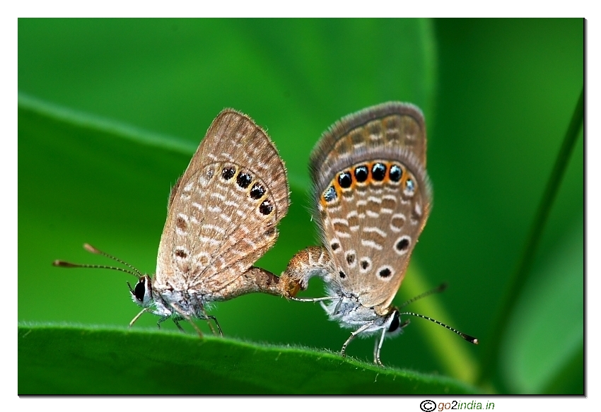 Bright Babul Blue Butterflies mating inside a leaf