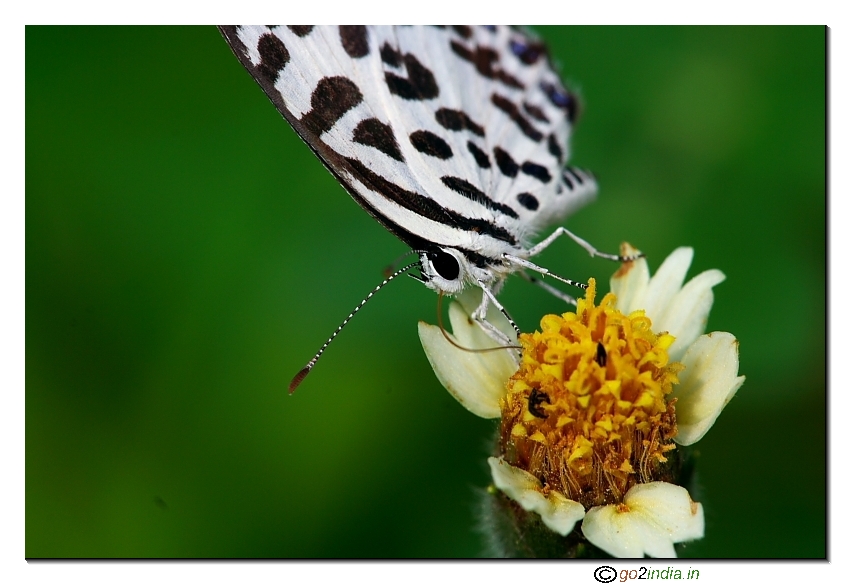 Diagonal sitting butterfly on a flower