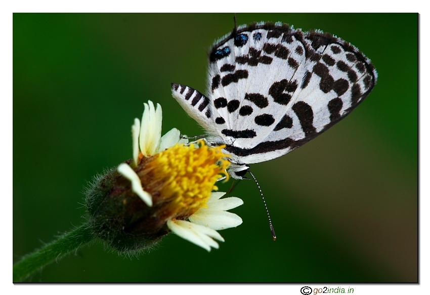 Wings of a butterfly in focus sitting on a flower