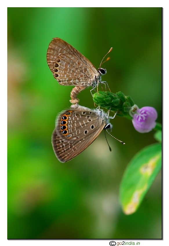 Mating butterflies vertical composition  macro