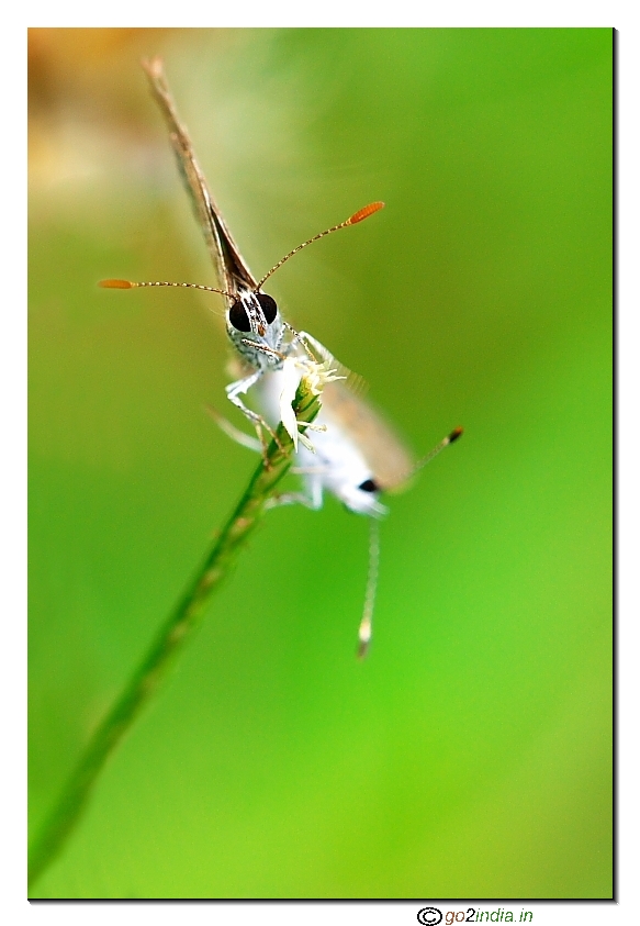 Mating butterflies antenna in focus