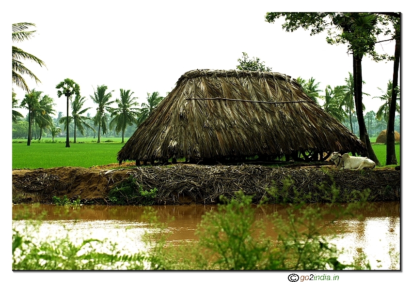 Village scene  paddy field in Kona seema, East Godavari  Andhrapradesh