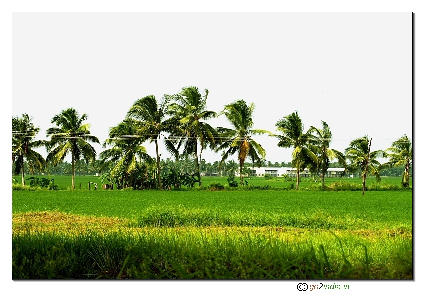 Paddy field and coconut trees in Kona seema East Godavari Andhrapradesh