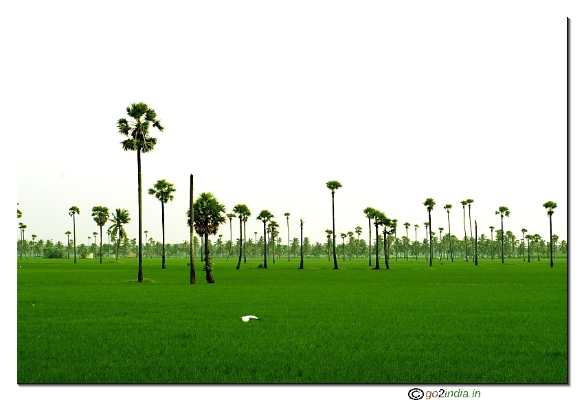 Paddy field and oak trees in East Godavari district (Kona seema) Andhrapradesh