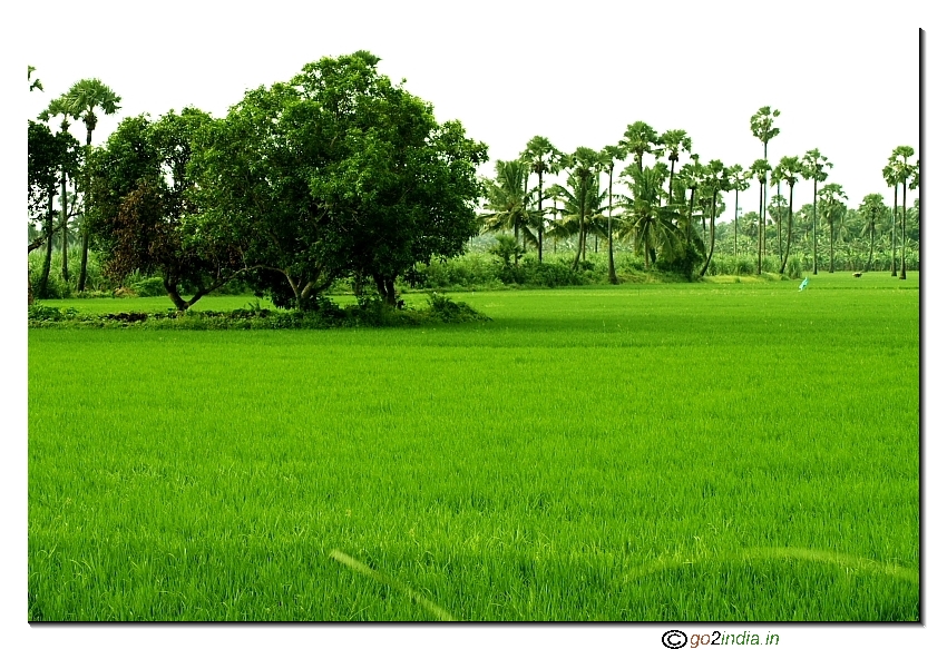 Paddy field and mango tree in East Godavari district (Kona seema)