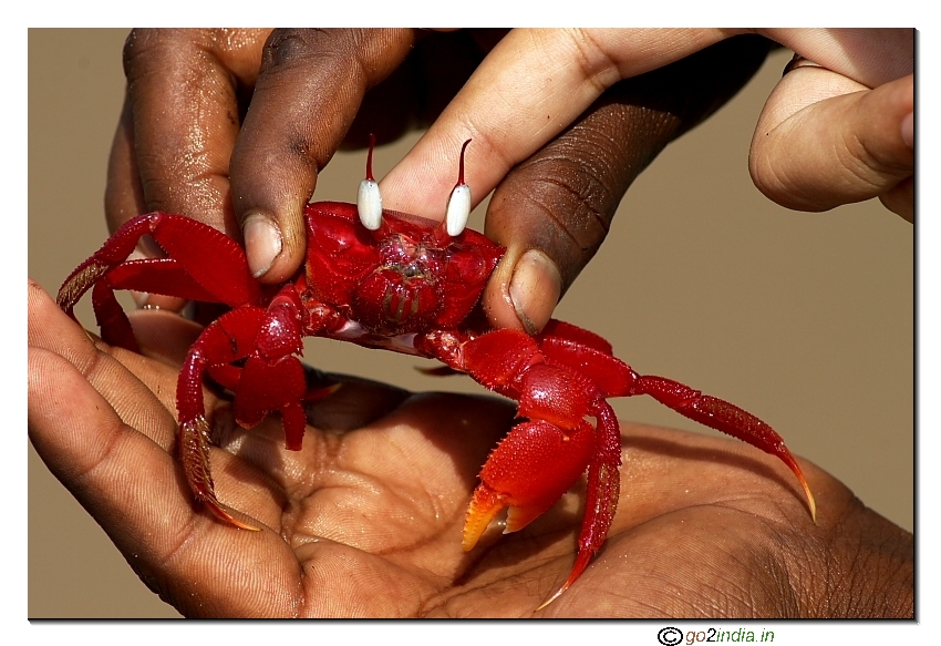 Red crab at Antarvedi Andhrapradesh India