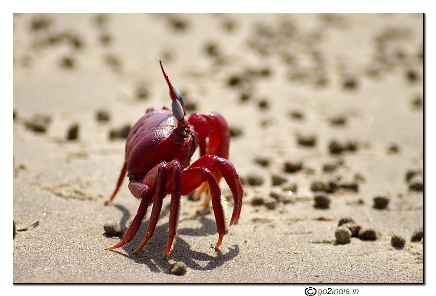 Red crab at Antarvedi Andhrapradesh India