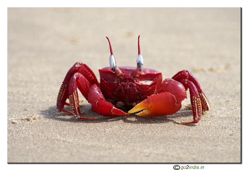 Front view Red crab at Antarvedi Andhrapradesh India