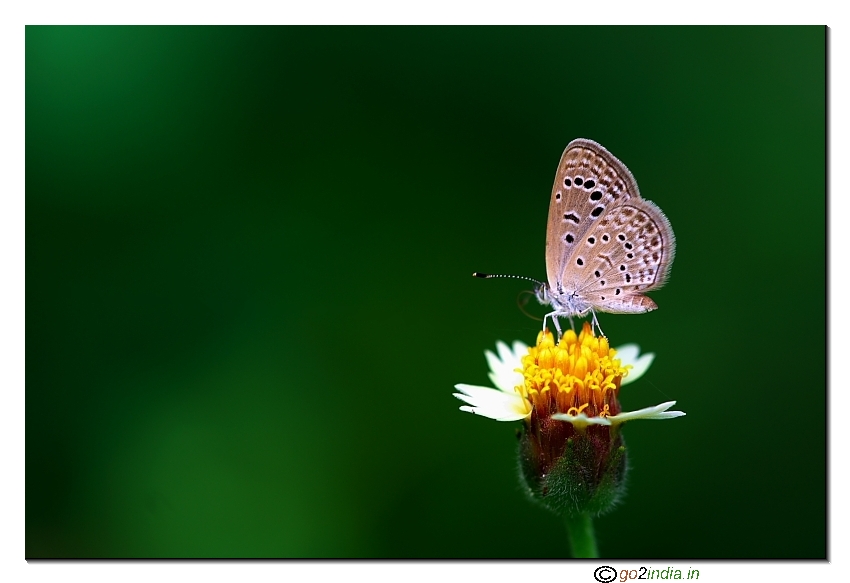 Small butterfly sitting on a flower macro Sigma 150mm