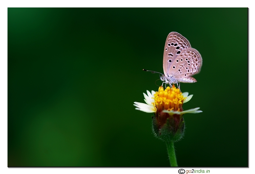 Small butterfly sitting on a flower macro Sigma 150mm 350D