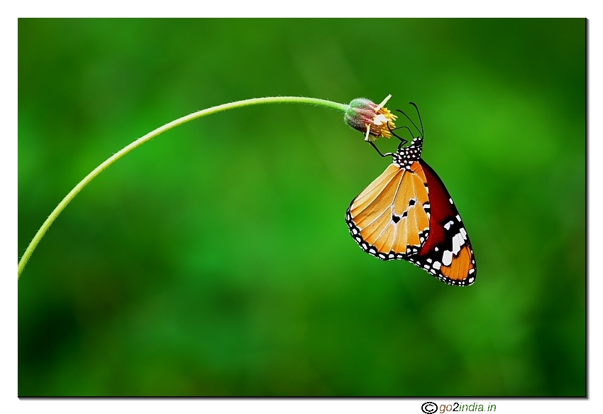 Tiger butterfly on a flower macro Sigma 150mm