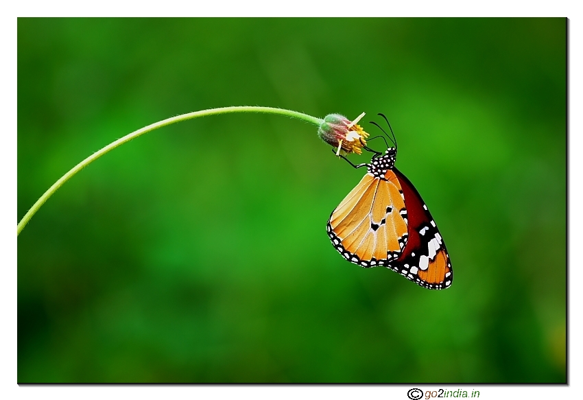 Tiger butterfly on a flower macro Sigma 150mm Canon 350D