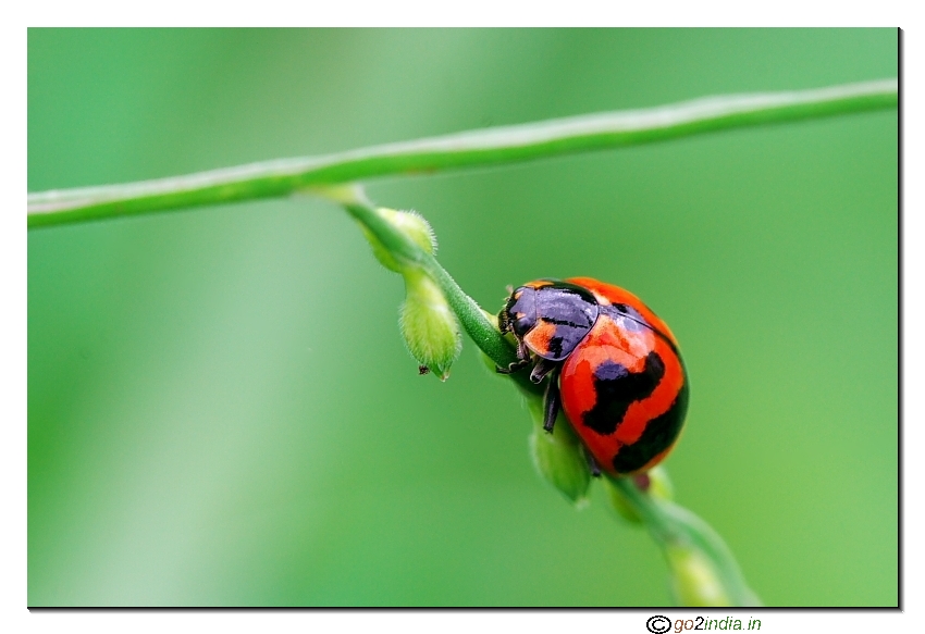 Red Beetle bug pic from Sigma 150mm lens on Canon 350D