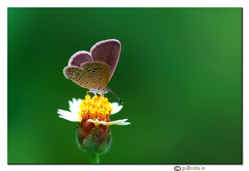Small butterfly sitting on a flower with opening wings
