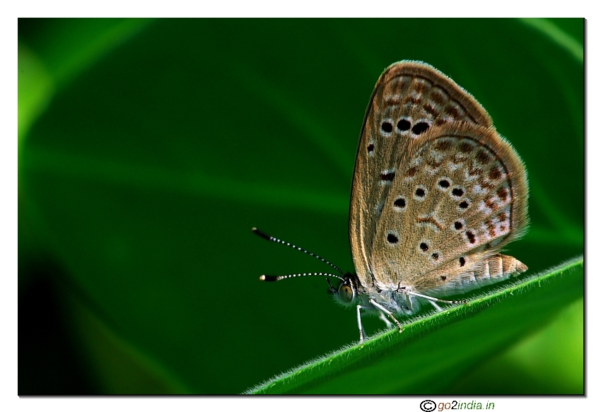 Cross sitting small butterfly on a leaf