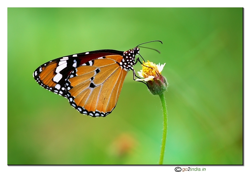 Tiger butterfly horizontal compo Sigma 150mm macro canon 150D