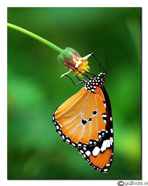 Tiger butterfly vertical compo Sigma 150mm macro canon 150D