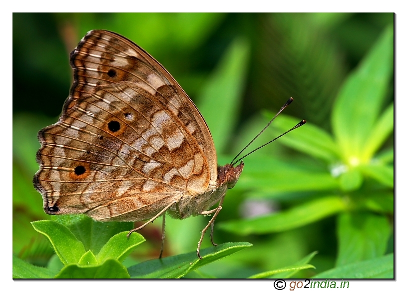Lemon Pansy butterfly closed wings side image