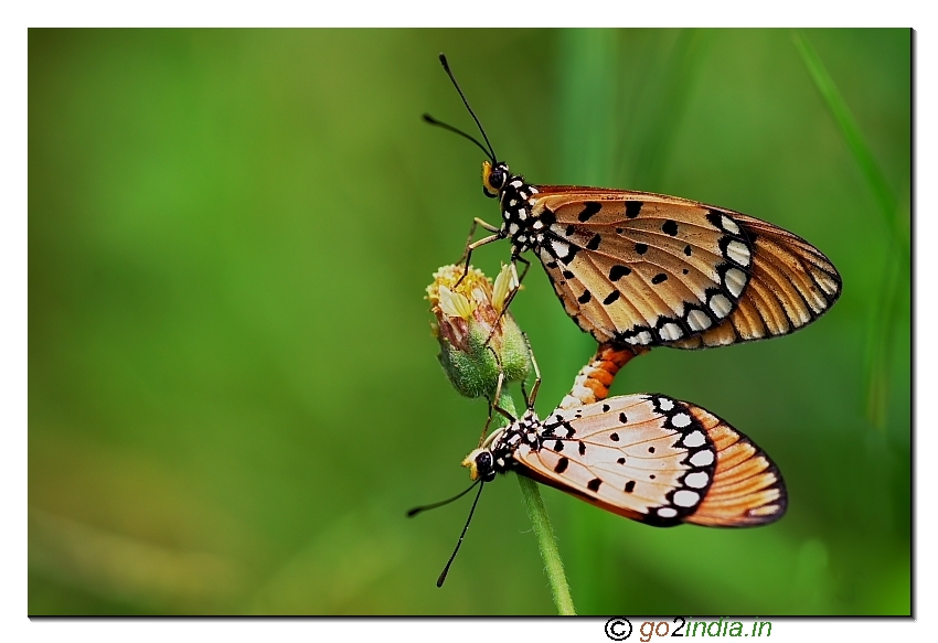 Tawny coster butterflies mating