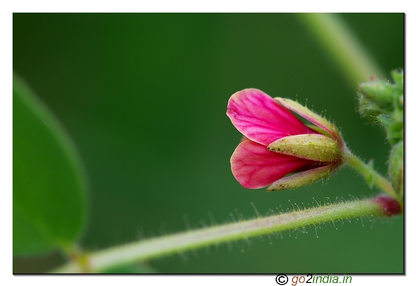Red wild flower Canon 30D Sigma 150mm Macro photo