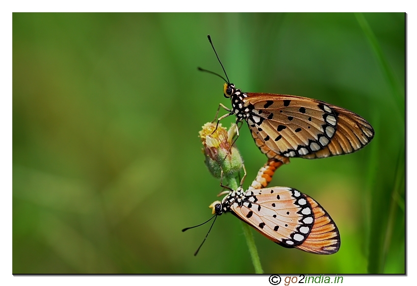 Macro butterfly mating photo from 350D Sigma 150mm