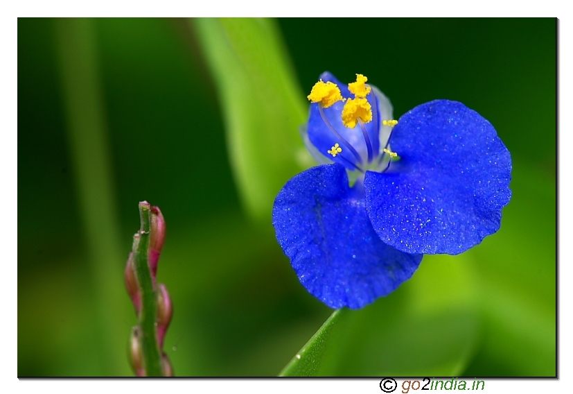 Blue wild flower Sigma 150mm Canon 30D macro