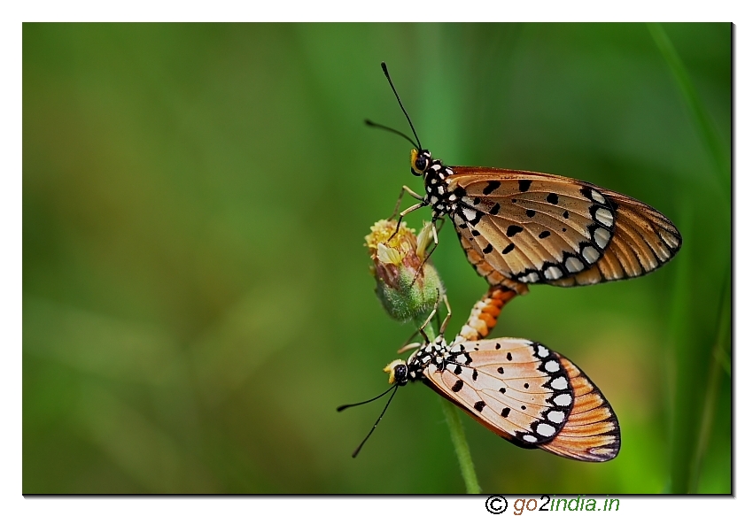 Tawny coster butterflies  mating from sigma 150mm macro