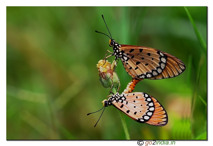 Tawny coster butterflies  mating  vertical  space