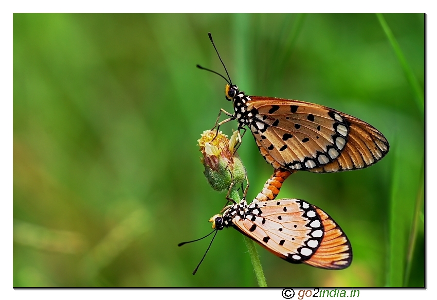Tawny coster butterfly mating  more depth