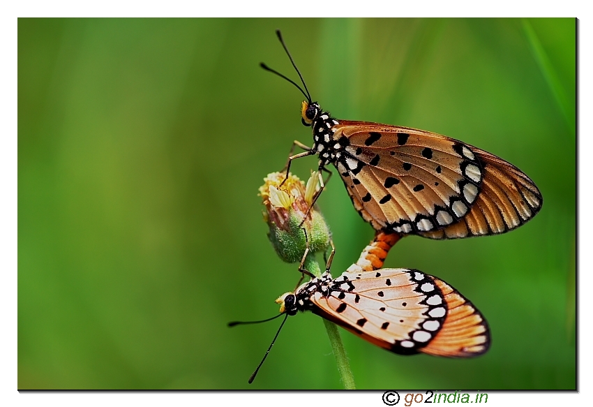 Tawny coster butterflies mating  shallow depth