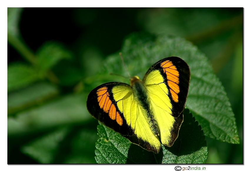 Yellow Orange tip  butterfly