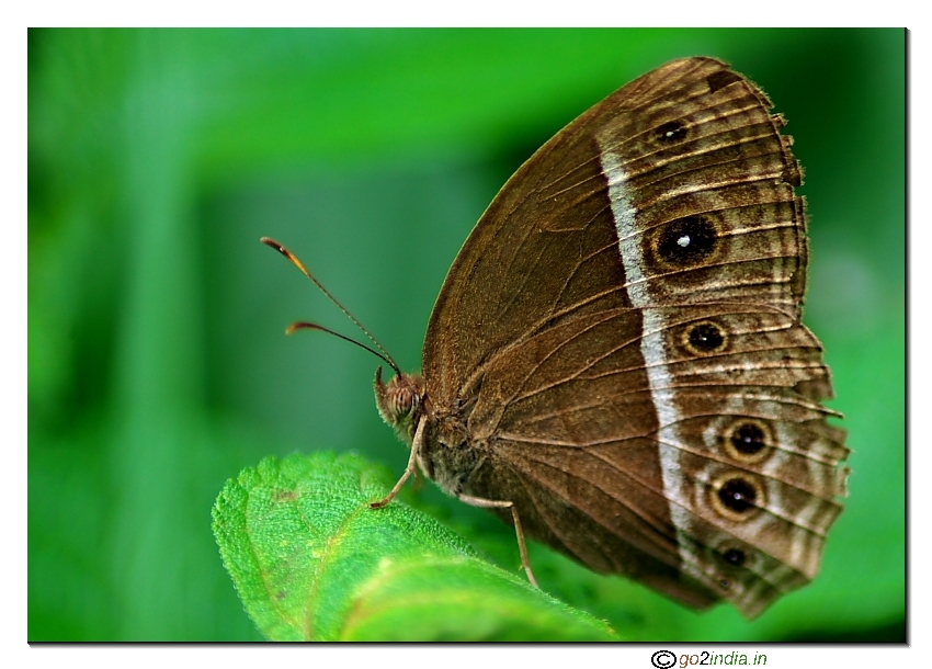 Longbrand Bushbrown butterfly side pose